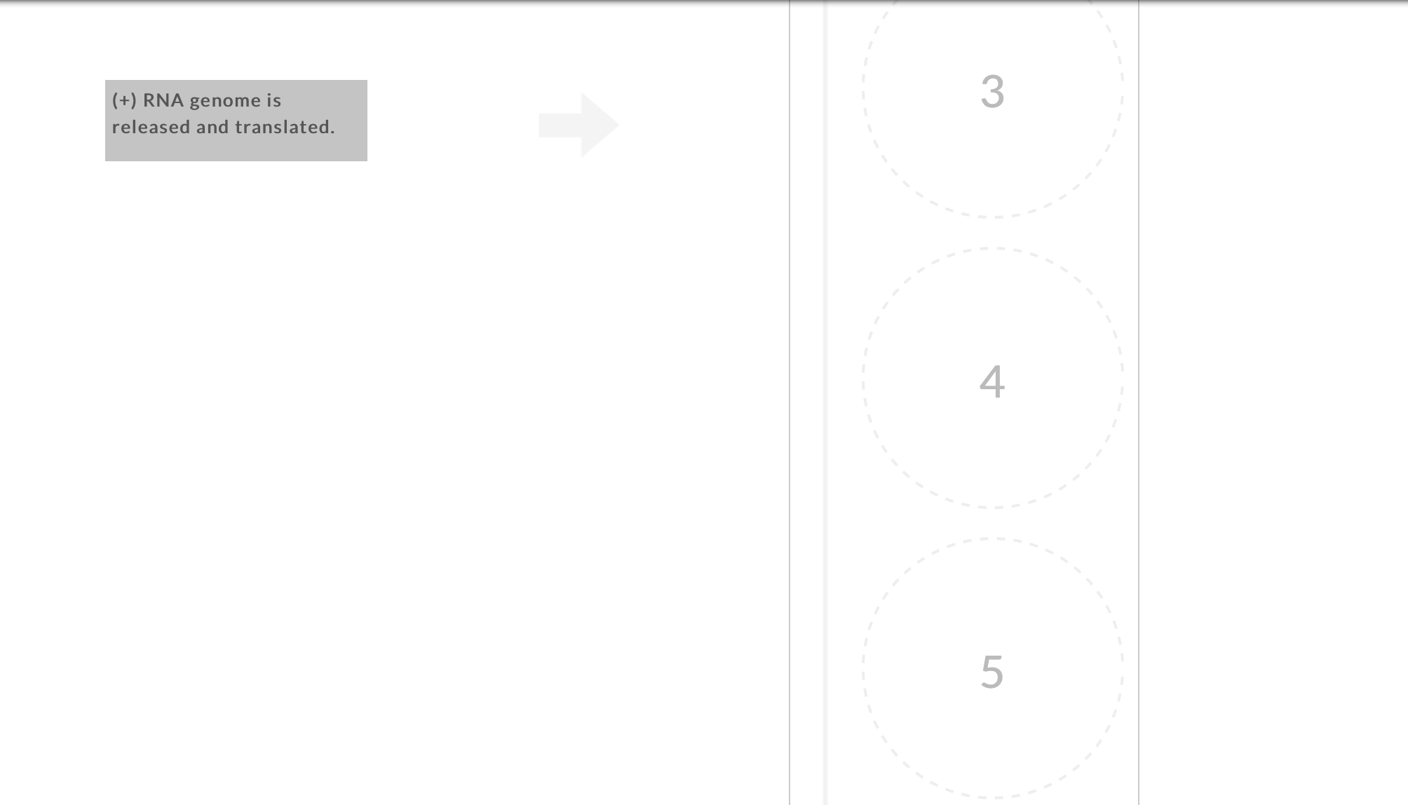 Solved Order the steps of SARS-CoV-2 ﻿replication.Question | Chegg.com