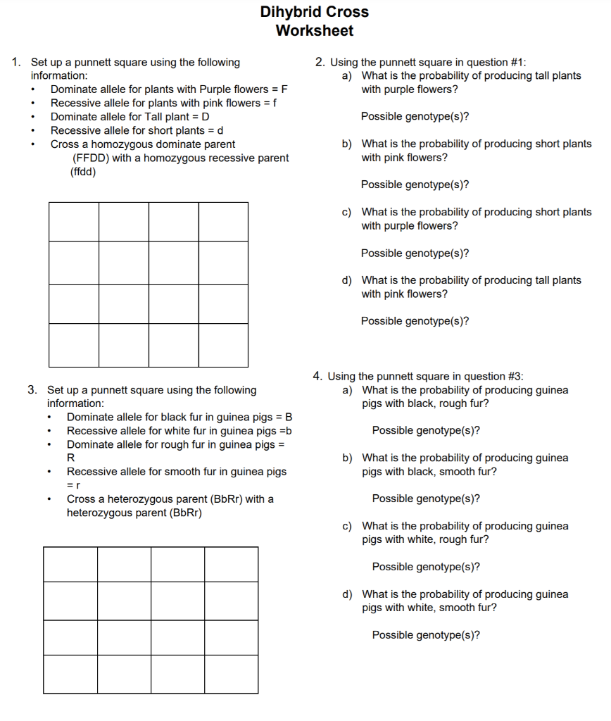 dihybrid cross punnett square worksheet