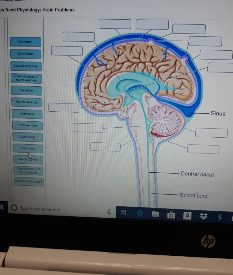 Solved ROOL es Need Physiology: Brain Problems Cerebrum | Chegg.com