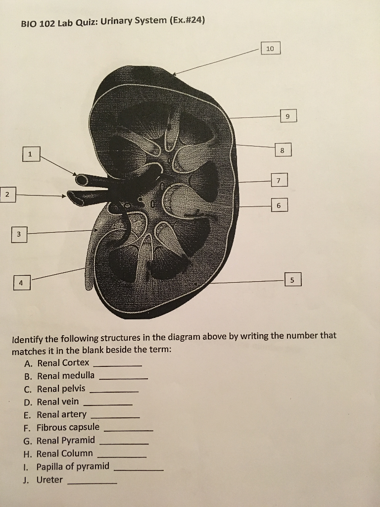 30 urinary system label quiz labels database 2020