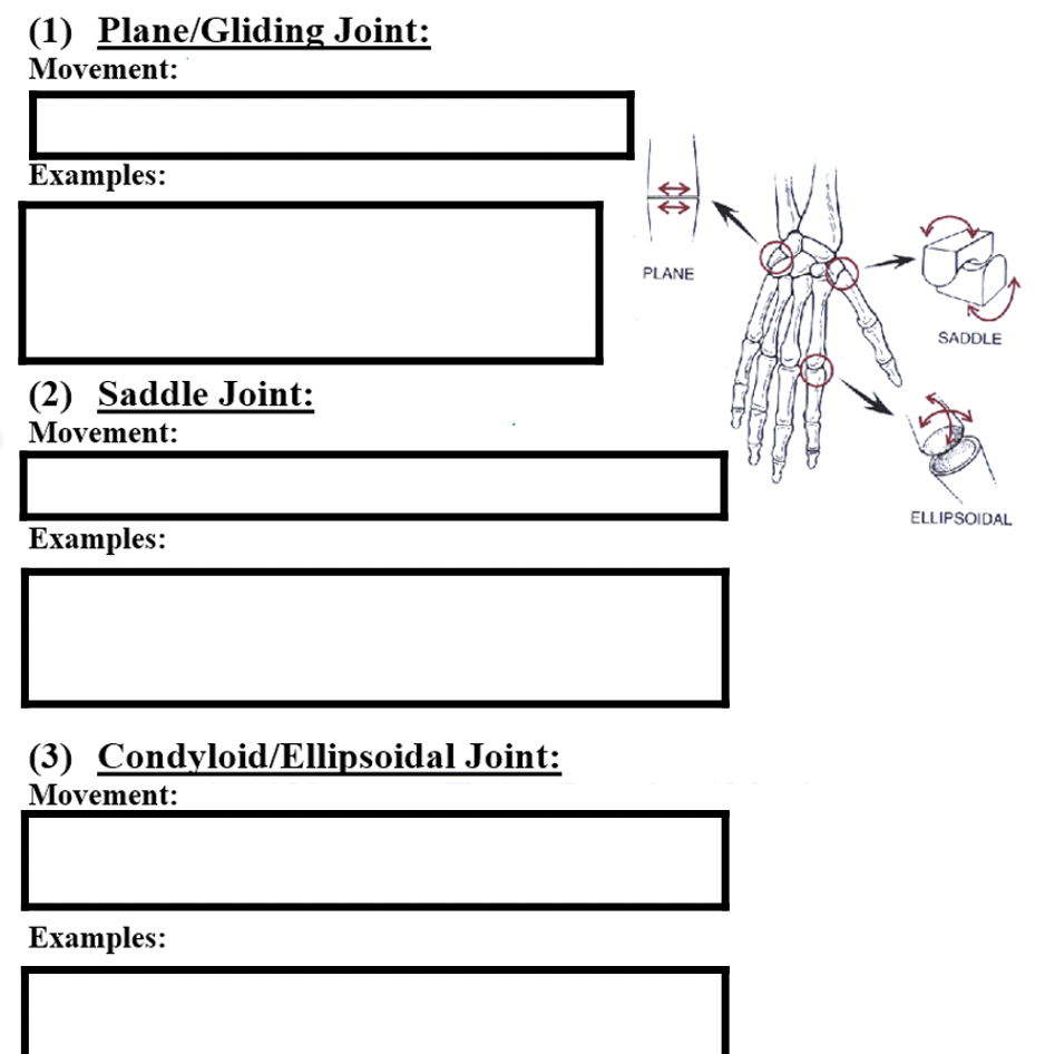 Solved (1) Plane/Gliding Joint Movement Examples II PLANE