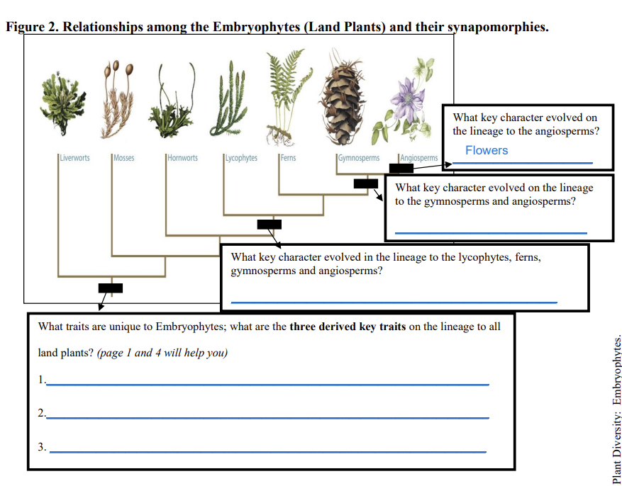 Solved What traits are unique to Embryophytes; what are the