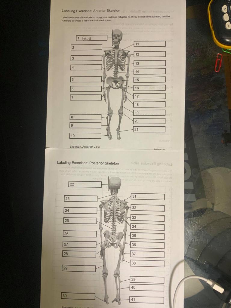 Question Labeling Exercises Anterior Skeletonbon Label The Bones Of   Php5qkWOS