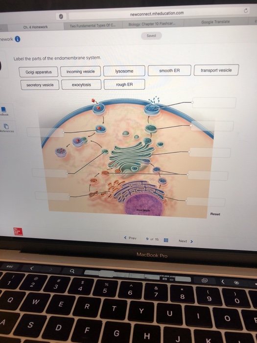 Solved Ch. 4 Homework Label the parts of the endomembrane | Chegg.com