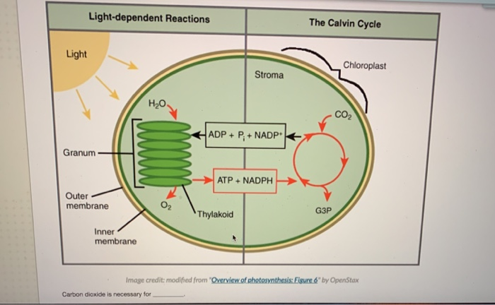 solved-light-dependent-reactions-the-calvin-cycle-light-chegg