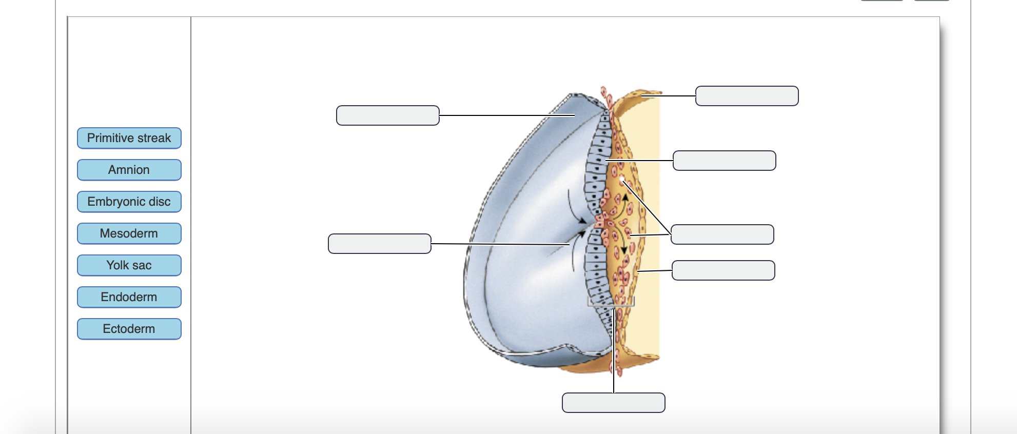 Beginning of organogenesis in the embryo, image size:1982x846