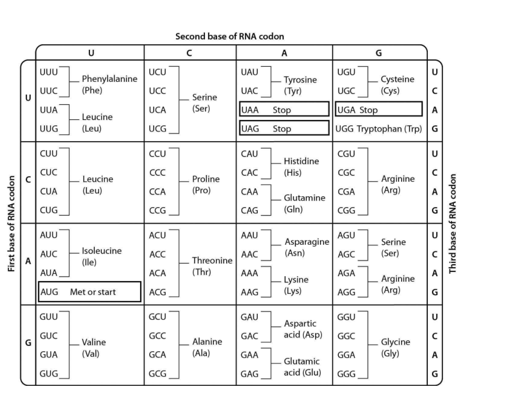 Solved 18) An mRNA is expressed that contains the sequence | Chegg.com