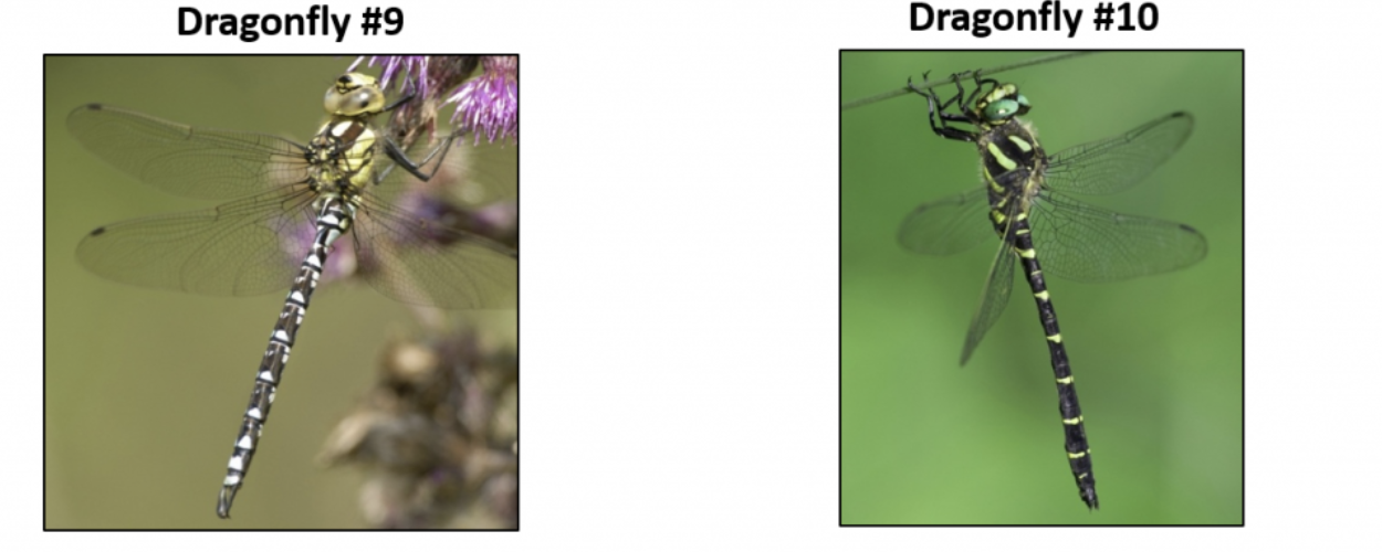 Solved Dragonfly \#1 Dragonfly \#2 Dragonfly \#3 Dragonfly | Chegg.com