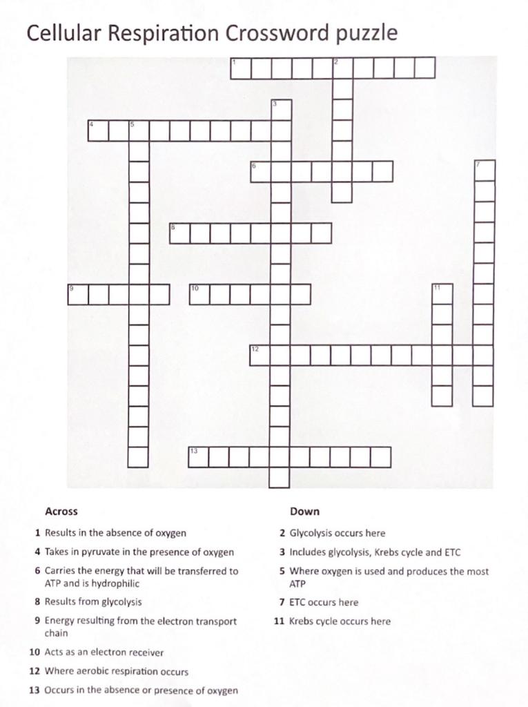 Solved Cellular Respiration Crossword puzzle Chegg com
