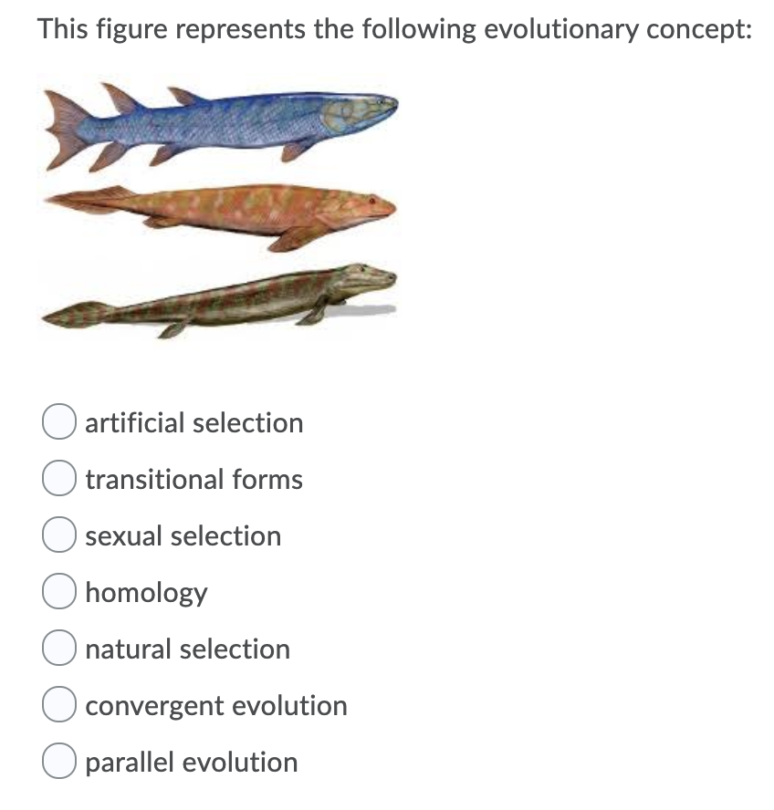 Solved This Figure Represents The Following Evolutionary | Chegg.com