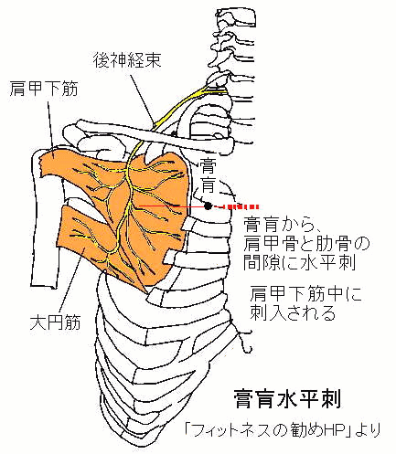 解剖学 神経系 Flashcards Chegg Com