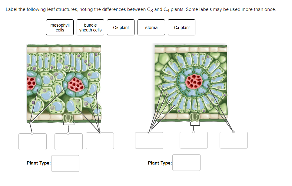 Solved Label the following leaf structures, noting the