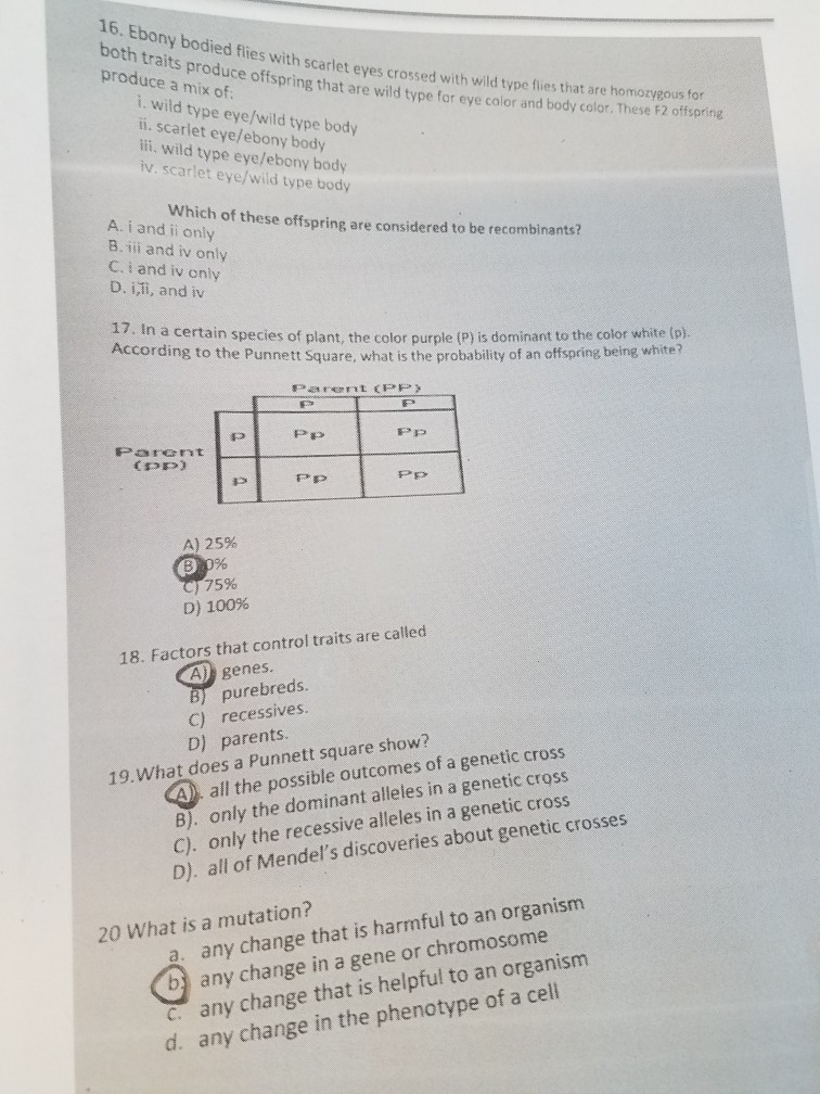 Punnett Square Eye Color Probability - Eye Color Photos