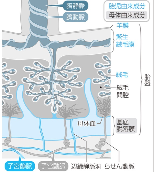 産婦 生殖 乳房 Flashcards Chegg Com