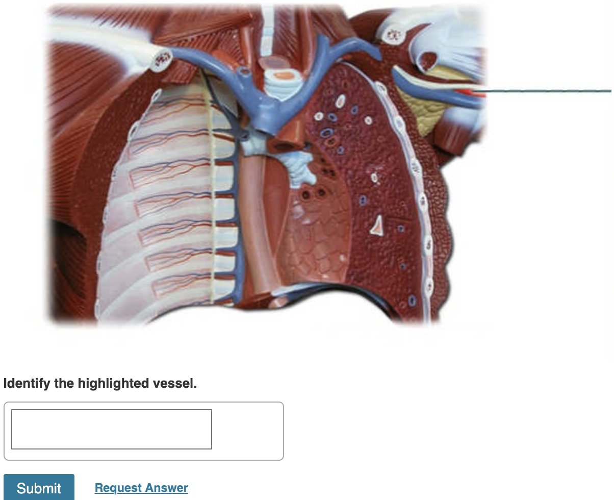 Identify the highlighted vessel.
Submit
Request Answer