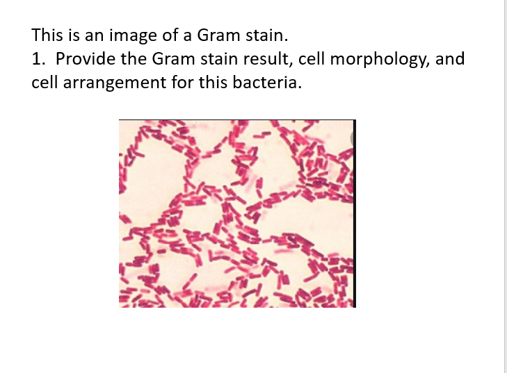 Solved This is an image of a Gram stain. 1. Provide the Gram | Chegg.com