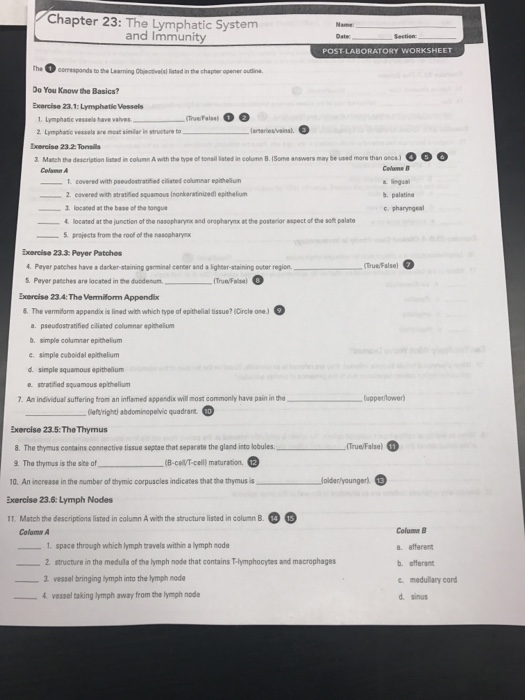 Solved: Chapter 23: The Lymphatic System And Immunity Oate... | Chegg.com