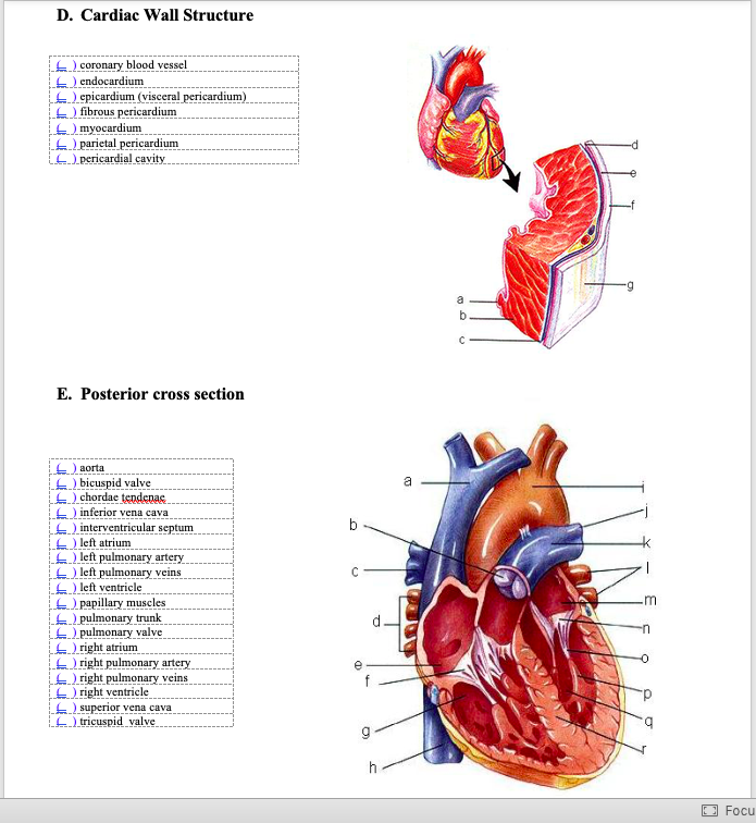Solved D Cardiac Wall Structure Coronary Blood Vessel En