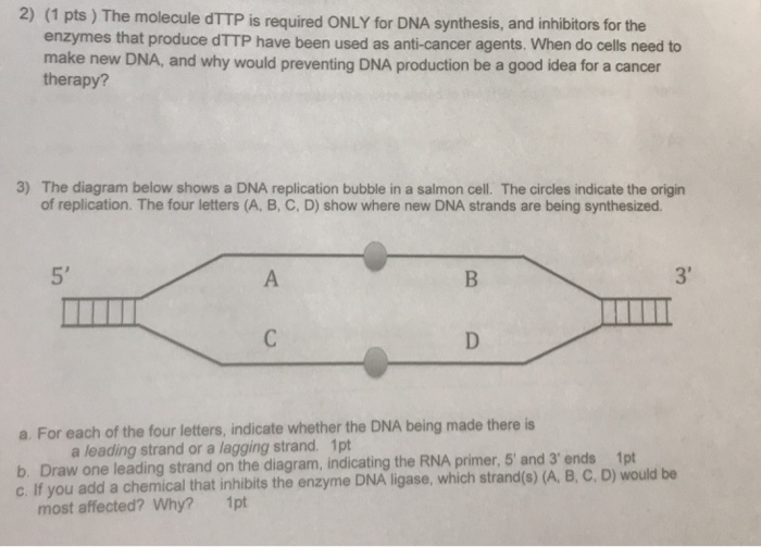 Solved 2) (1 pts) The molecule dTTP is required ONLY for DNA | Chegg.com