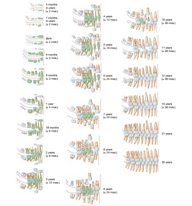 Solved at Second permanent molar s SPL/Science Souro First | Chegg.com