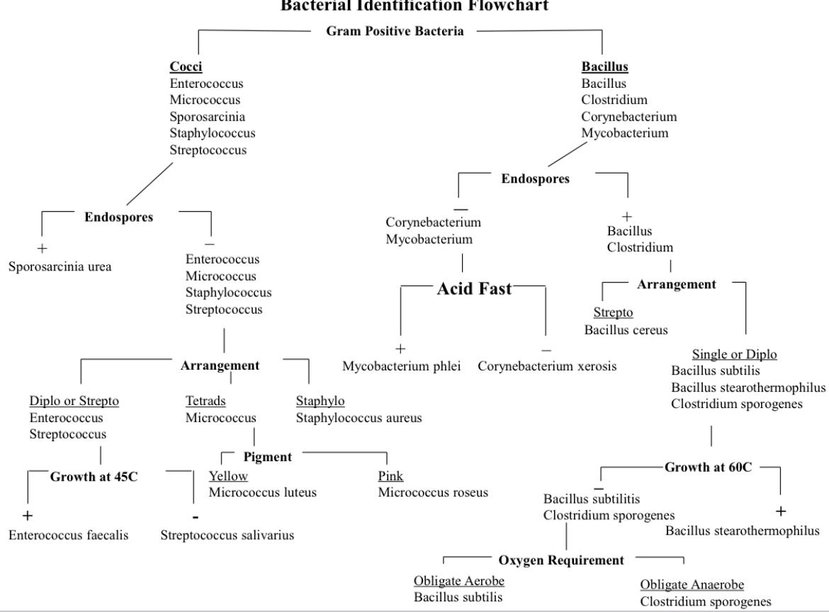 anaerobic gram negative cocci