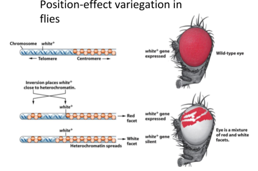 Solved In Flies The Gene Responsible For Producing Red Eye