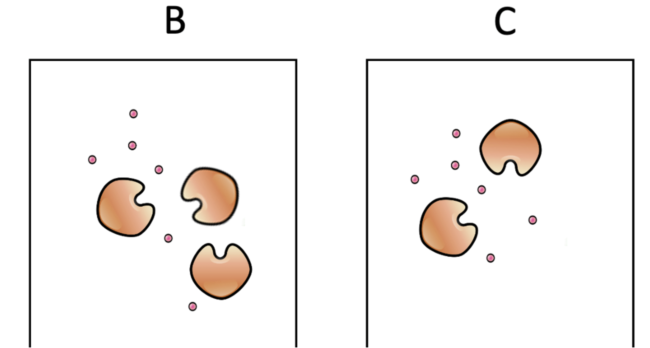 Solved The three images shown above (labeled A, B and C) | Chegg.com