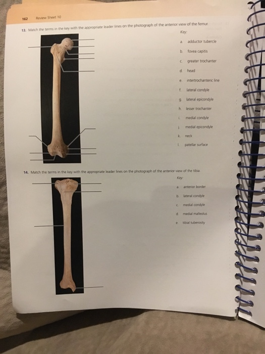 Appendicular Skeleton Upper Limb