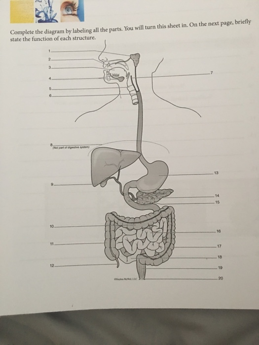 Solved Complete the diagram by labeling all the parts. You | Chegg.com