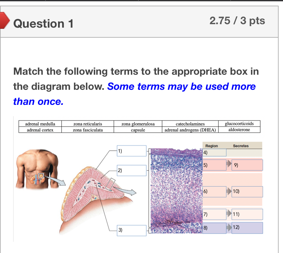 Match the following terms to the appropriate box in | Chegg.com