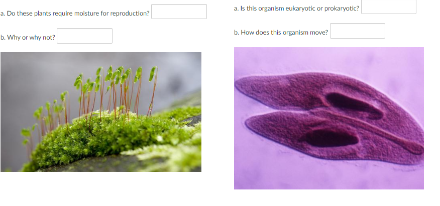 Solved a. Is this organism eukaryotic or prokaryotic? a. Do | Chegg.com
