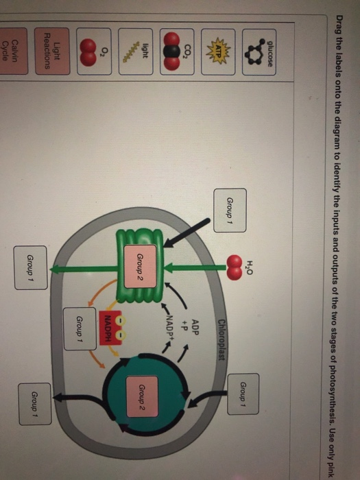 Solved BioFlix Activity: Photosynthesis-The Stages Drag the | Chegg.com