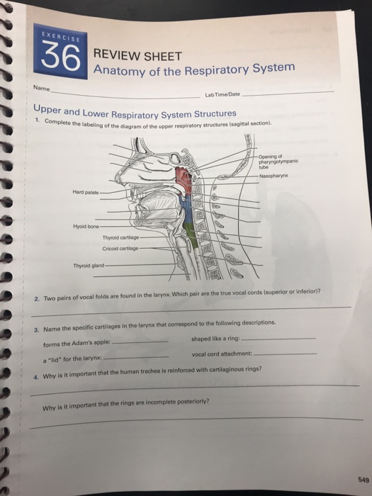 [DIAGRAM] Diagram Anatomy Of The Respiratory System Answers - MYDIAGRAM ...