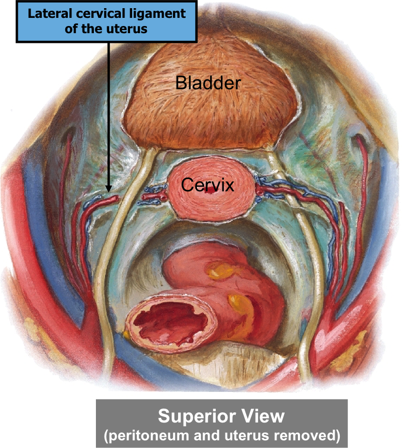 cardinal ligament ureter