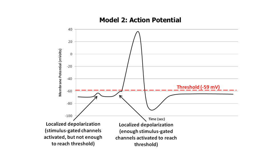 Solved 3. According to the model, what causes localized