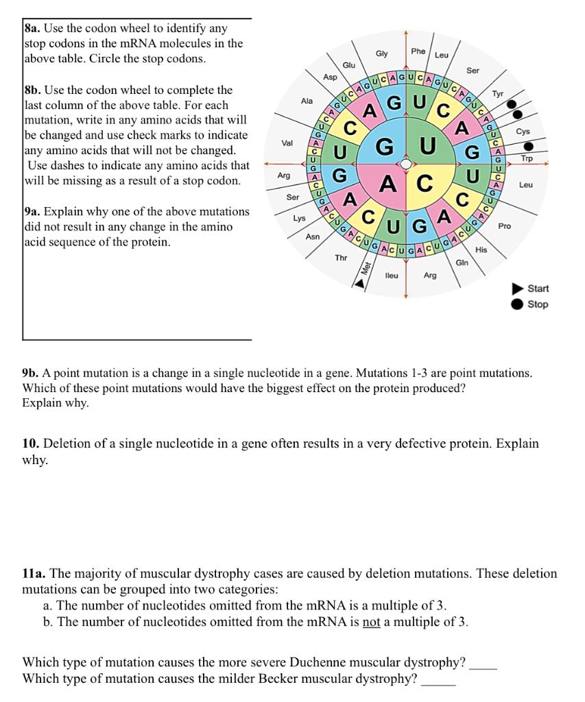 Solved 8a. Use the codon wheel to identify any stop codons