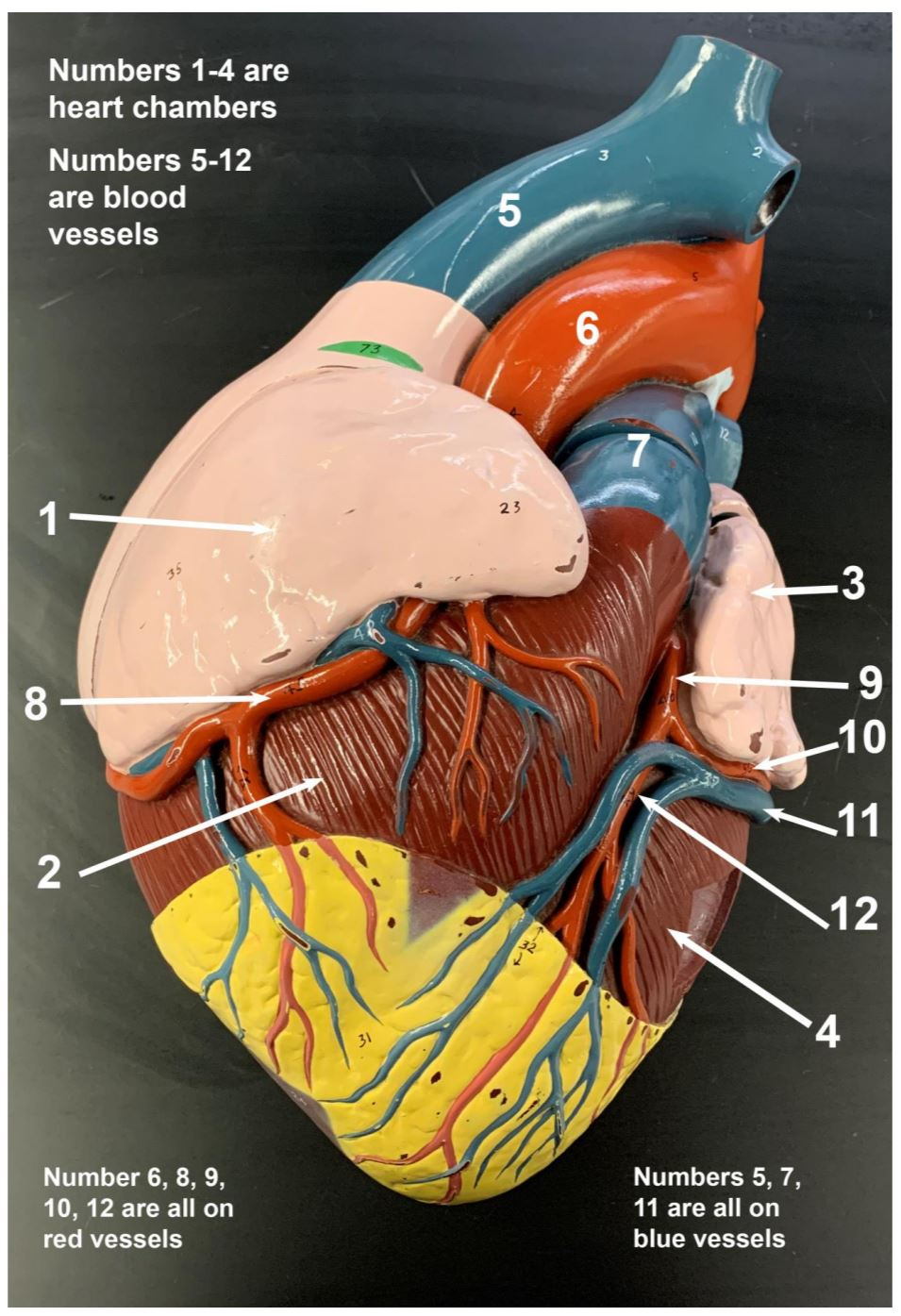 Solved Numbers 1-4 are heart chambers Numbers 5-12 are blood | Chegg.com