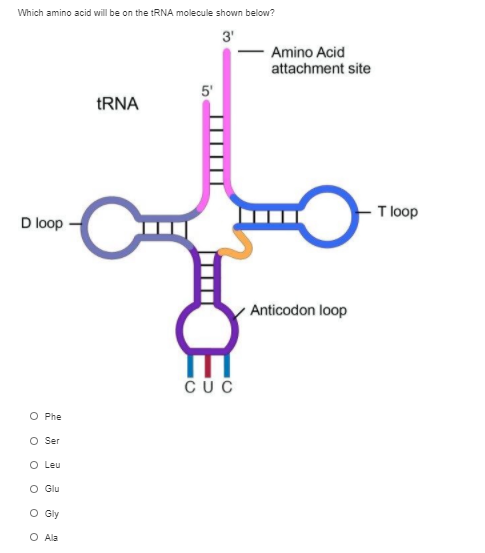 Solved Complete the table below DNA template с mRNA С A tRNA | Chegg.com