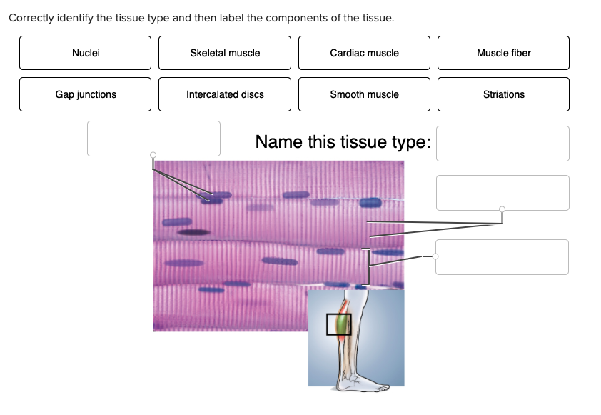 Correctly identify the tissue type and then label the components of the