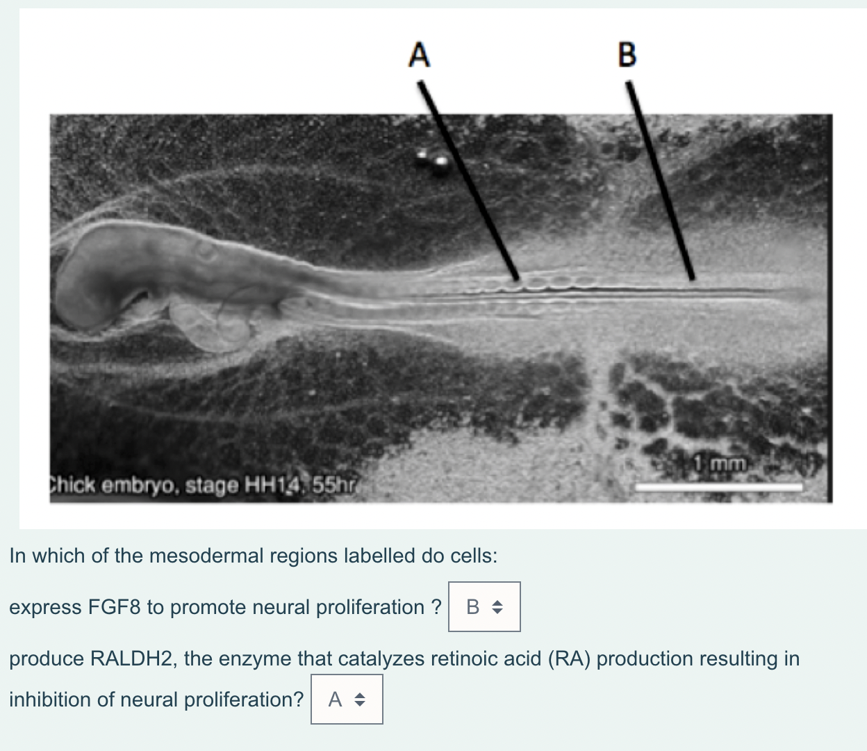 Solved In which of the mesodermal regions labelled do | Chegg.com