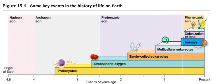 Solved Figure  Some key events in the history of life on 