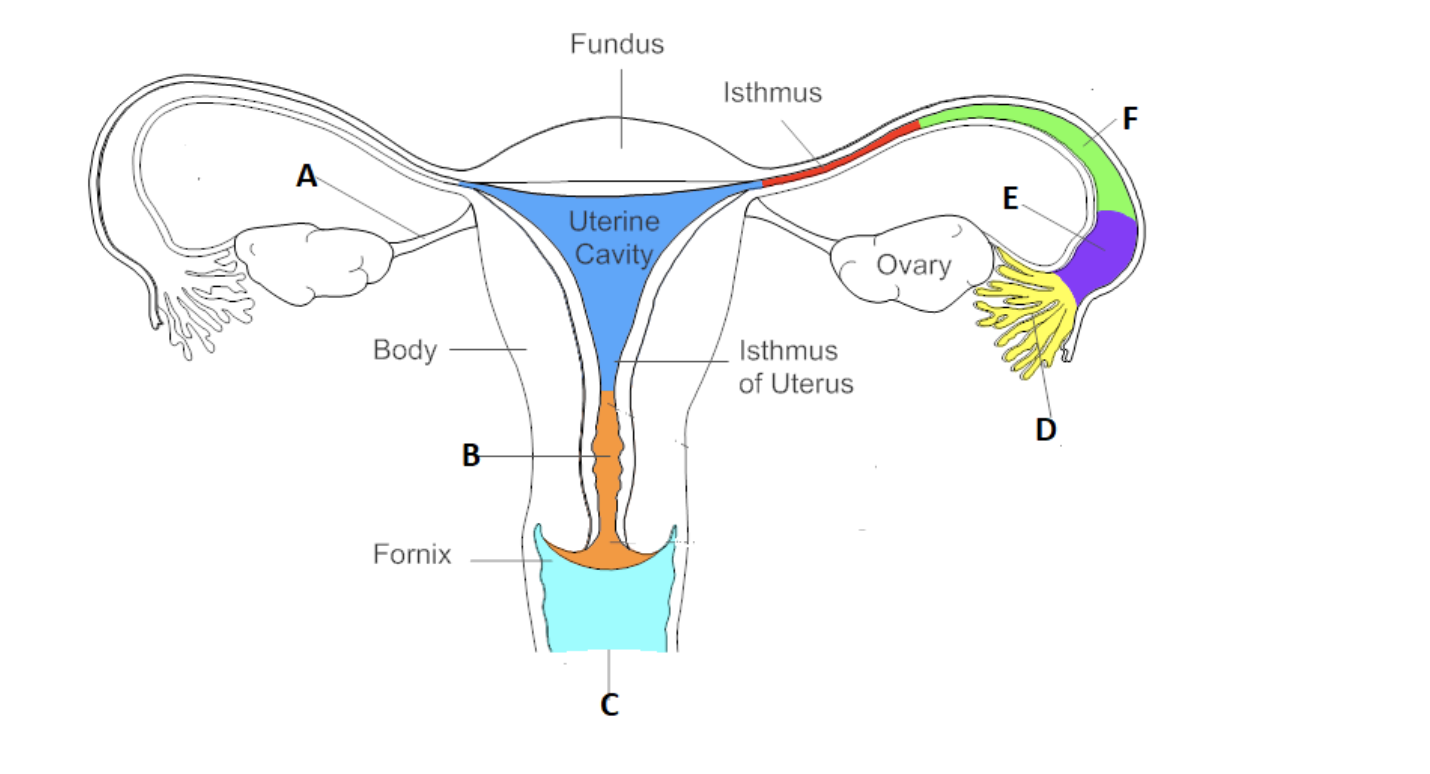 Solved 1. In fig above, which letters represent the areas | Chegg.com