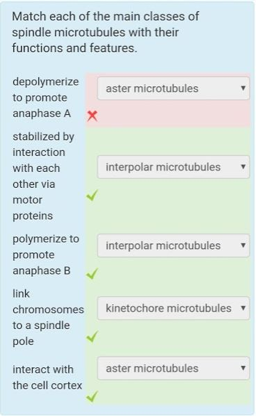 Solved Which Statement About Sister Chromatids Is True? | Chegg.com Solved Which Statement About Sister Chromatids Is True? | Chegg.com