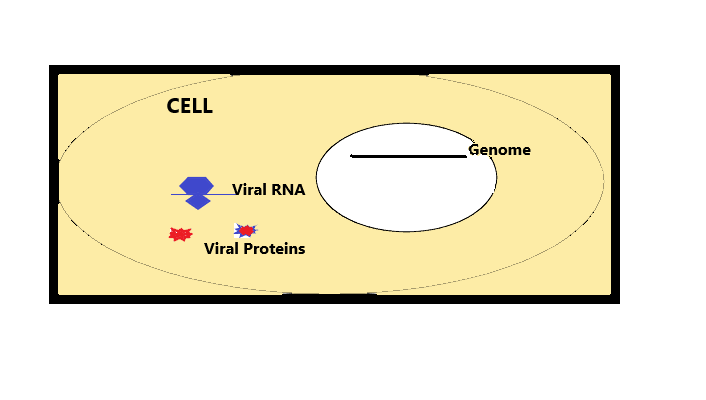 Solved Replication cycles of VirusesUse the diagrams in your | Chegg.com