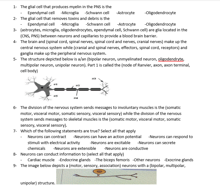 Solved 1- The glial cell that produces myelin in the PNS is | Chegg.com