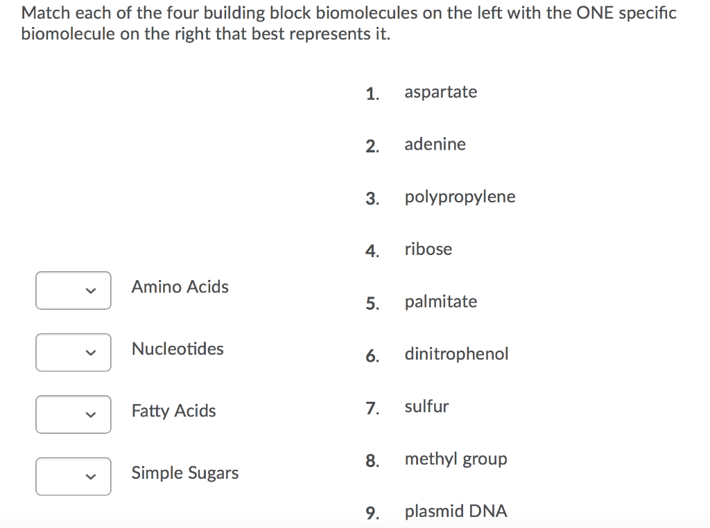 Solved Match each of the four building block biomolecules on Chegg