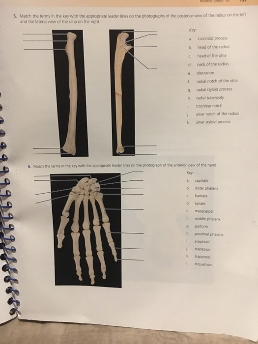 Solved REVIEW SHEET The Appendicular Skeleton Name Lab | Chegg.com