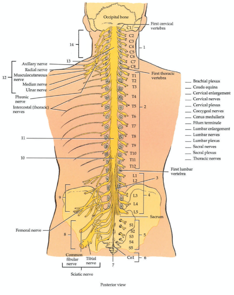 Solved Occipital bone First cervical vertebra 14 13 Axillary | Chegg.com