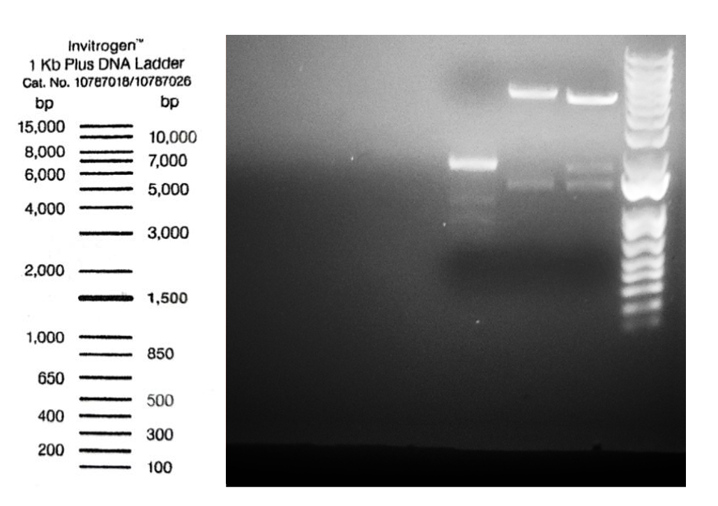25/10 DNAプラス1本 ExcelBand 1 KB Plus (0.1-10 kb) DNA Ladder 500 µl - Lab