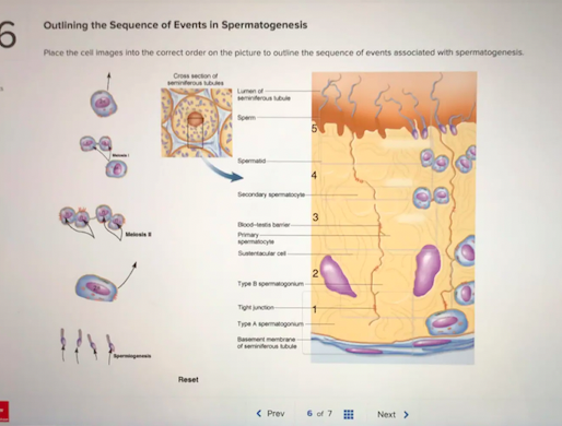 Solved Outlining the Sequence of Events in Spermatogenesis 6 | Chegg.com